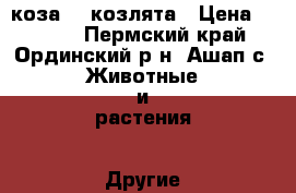 коза    козлята › Цена ­ 7 000 - Пермский край, Ординский р-н, Ашап с. Животные и растения » Другие животные   